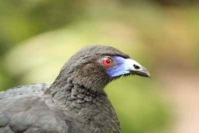 Close-up of a bird