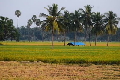 Scenic view of agricultural field