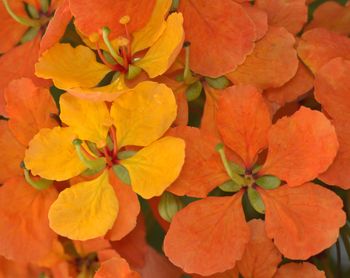 Close-up of orange flowering plant