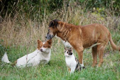 View of two cats on field