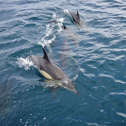 Dolphins swimming in sea