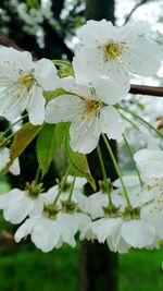 Close-up of white flowers