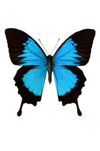 High angle view of butterfly over white background