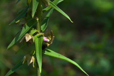 Close-up of flowering plant