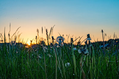 Close-up of grass growing in field against clear sky