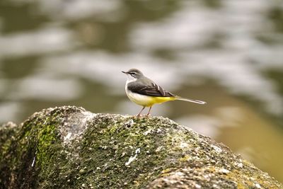 Close-up of bird perching on rock