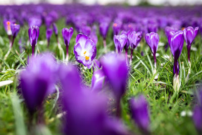 Close-up of purple crocus flowers on field