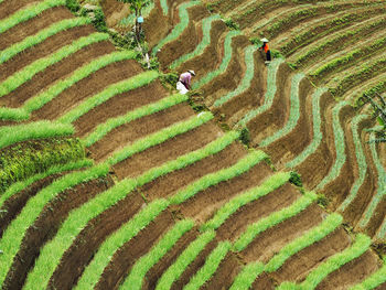 High angle view of farmers working at terraced field