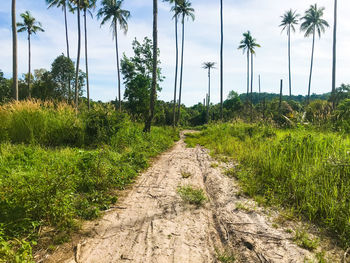 Scenic view of palm trees on field against sky