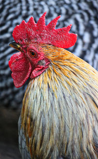 Close-up of rooster