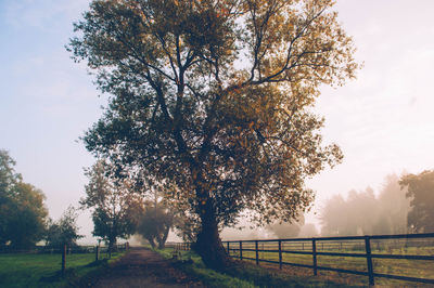 Trees on field against sky