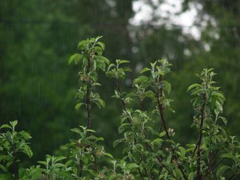 Close-up of fresh green plants