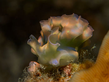 Close-up of coral