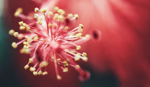 Close-up of flower head