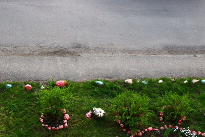 Flowers growing on grass