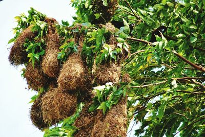 Low angle view of plants against sky