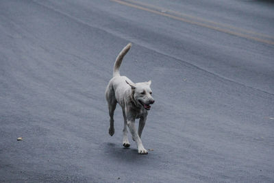 High angle view of dog running on road