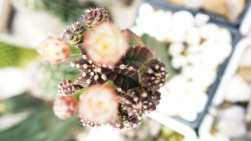 Close-up of flowering plant