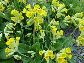 Close-up of yellow flowers blooming outdoors