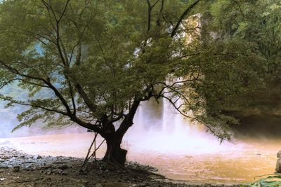 Scenic view of river amidst trees in forest