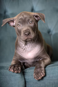 Portrait of dog relaxing on sofa