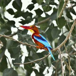 Close-up of bird perching on branch