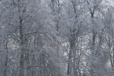 View of bare trees on snow covered land