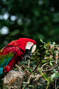 Macaw close up