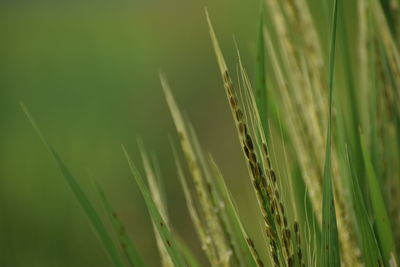 Close-up of wheat growing on field