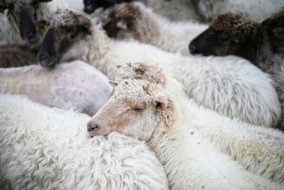 Full frame shot of sheep herd