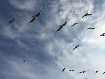 Low angle view of seagulls flying against cloudy sky