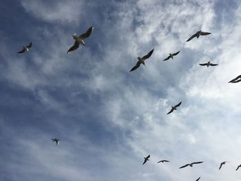 Low angle view of seagulls flying against sky