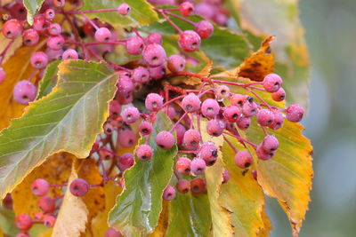 Close-up of pink berries on plant