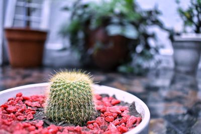 Close-up of cactus in potted plant