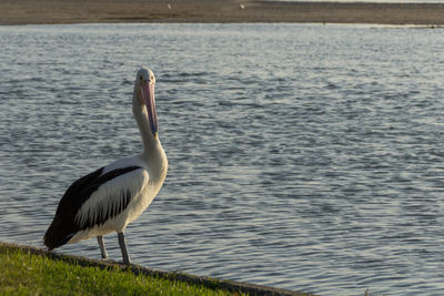 Side view of a pelican bird on a lake