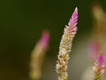 Close-up of plant