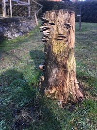 Close-up of tree stump on field