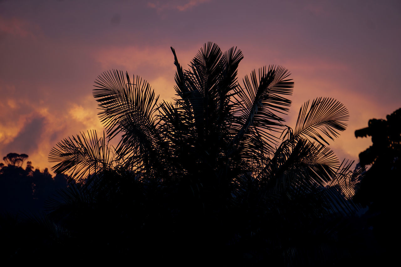 SILHOUETTE PALM TREES AGAINST SKY DURING SUNSET