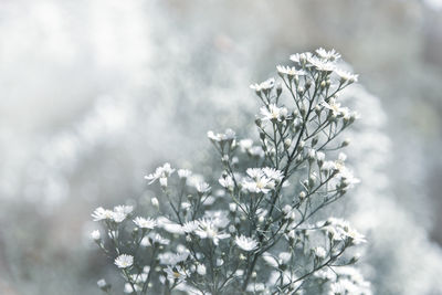 Close-up of snow on plant