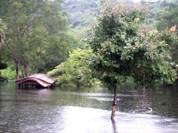 Scenic view of river amidst trees in forest