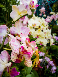 Close-up of pink flowers blooming outdoors