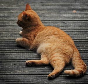 High angle view of ginger cat lying on boardwalk