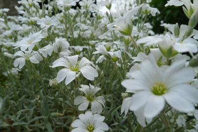 Close-up of white flowering plants on field