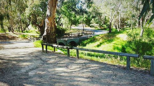 Empty footpath along trees