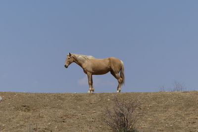 Horse standing on field against clear sky just wait and see 