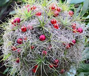 Close-up of fruit plants