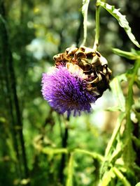 Close-up of honey bee on thistle