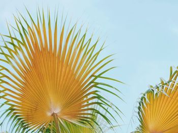 Low angle view of coconut palm tree against sky