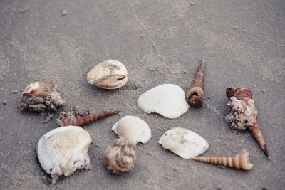 shell