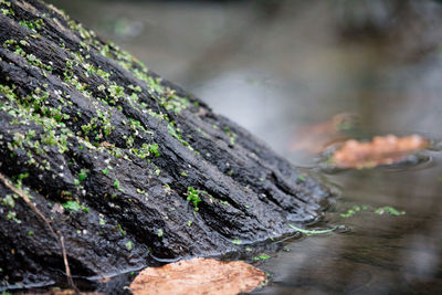 Close-up of moss growing on wet wood at lake